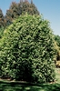 Kilmarnock Willow